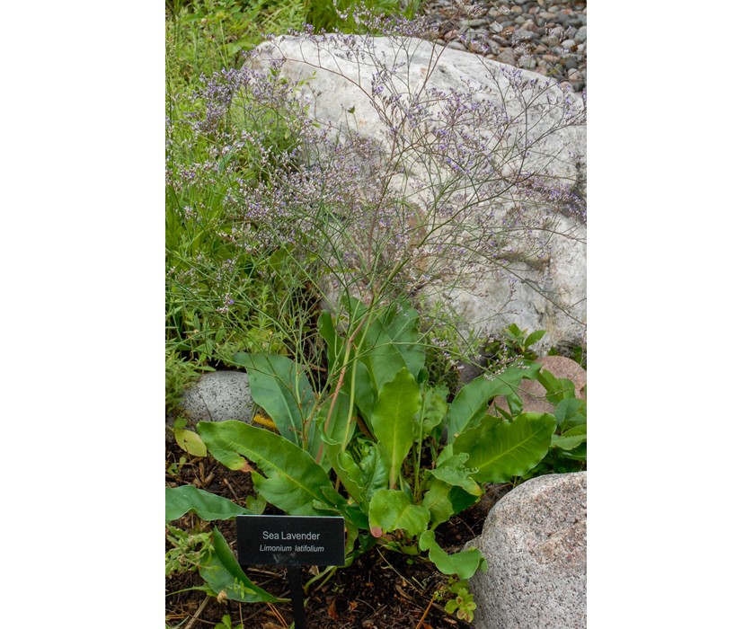 Sea Lavender